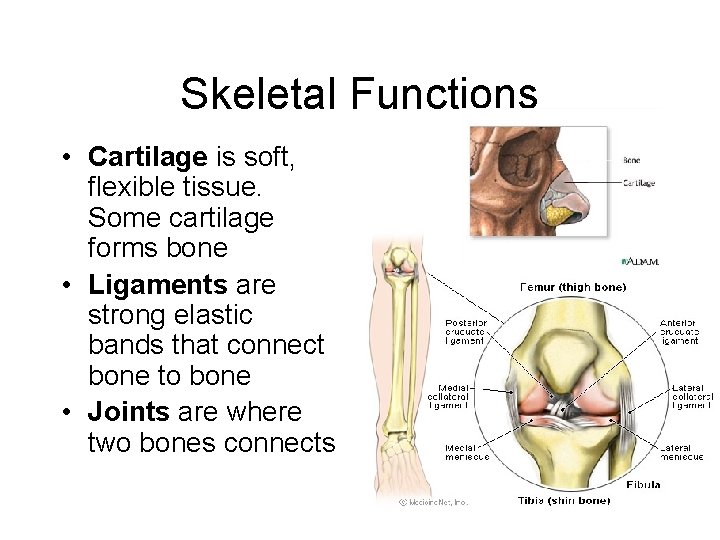 Skeletal Functions • Cartilage is soft, flexible tissue. Some cartilage forms bone • Ligaments