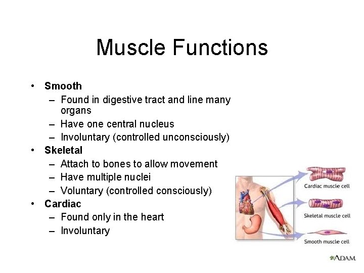 Muscle Functions • Smooth – Found in digestive tract and line many organs –