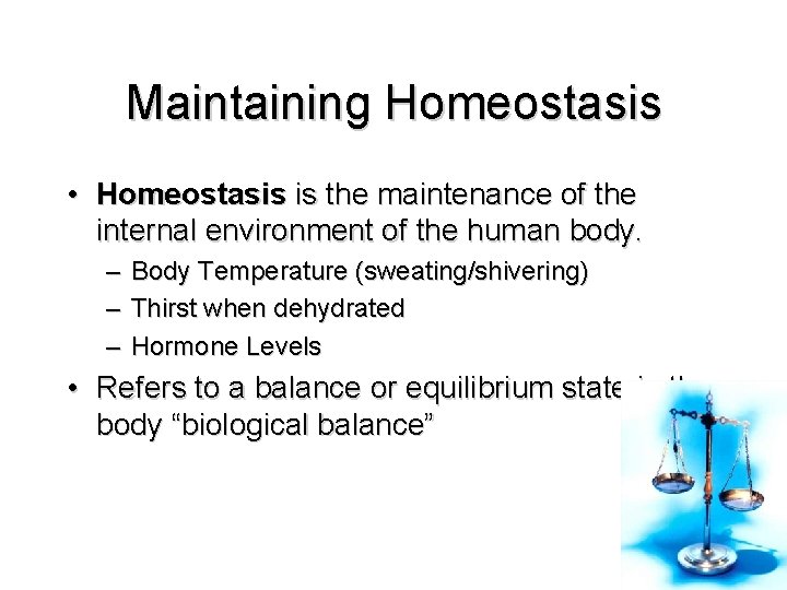 Maintaining Homeostasis • Homeostasis is the maintenance of the internal environment of the human