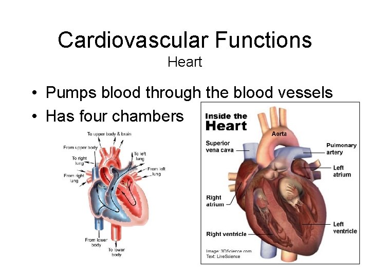 Cardiovascular Functions Heart • Pumps blood through the blood vessels • Has four chambers