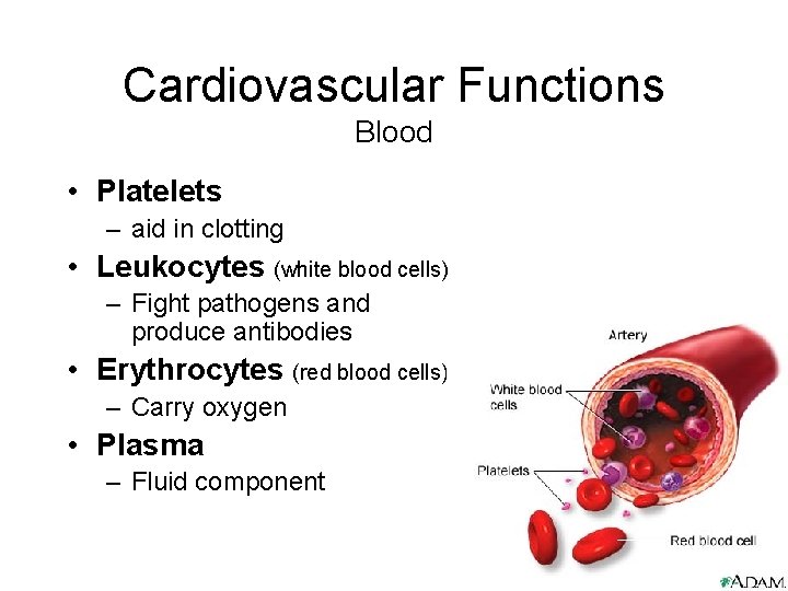 Cardiovascular Functions Blood • Platelets – aid in clotting • Leukocytes (white blood cells)