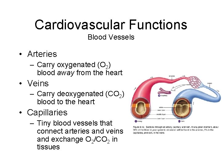 Cardiovascular Functions Blood Vessels • Arteries – Carry oxygenated (O 2) blood away from