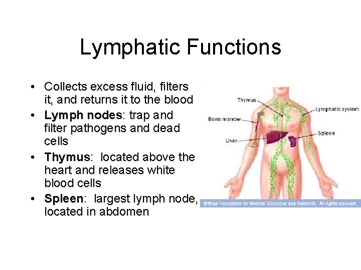 Lymphatic Functions • Collects excess fluid, filters it, and returns it to the blood