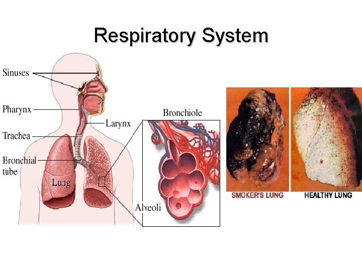 Respiratory System 