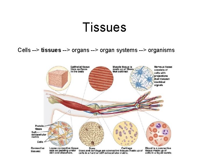 Tissues Cells --> tissues --> organ systems --> organisms 