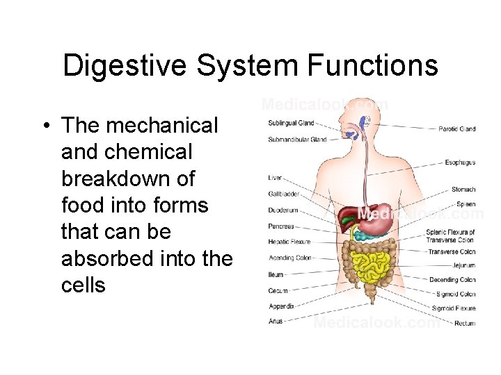 Digestive System Functions • The mechanical and chemical breakdown of food into forms that