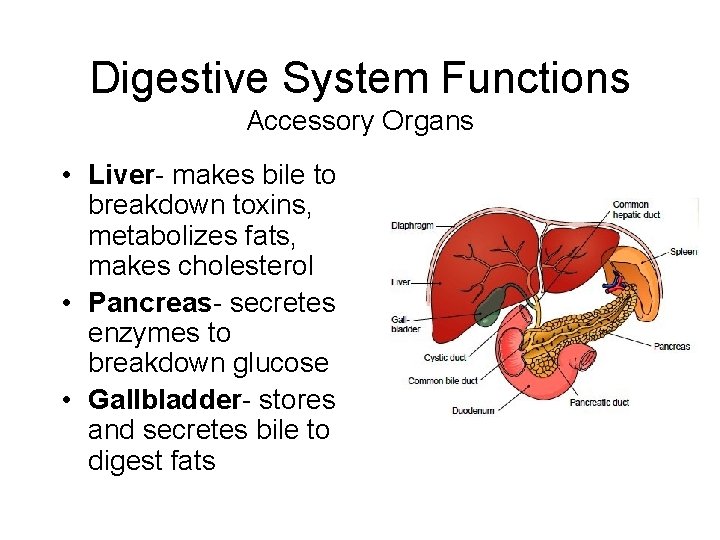 Digestive System Functions Accessory Organs • Liver- makes bile to breakdown toxins, metabolizes fats,
