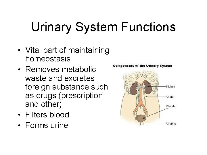 Urinary System Functions • Vital part of maintaining homeostasis • Removes metabolic waste and