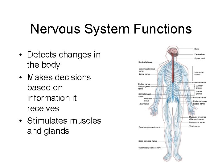 Nervous System Functions • Detects changes in the body • Makes decisions based on