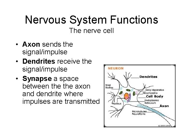 Nervous System Functions The nerve cell • Axon sends the signal/impulse • Dendrites receive