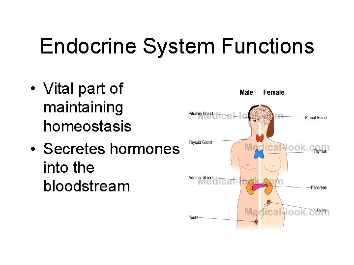 Endocrine System Functions • Vital part of maintaining homeostasis • Secretes hormones into the