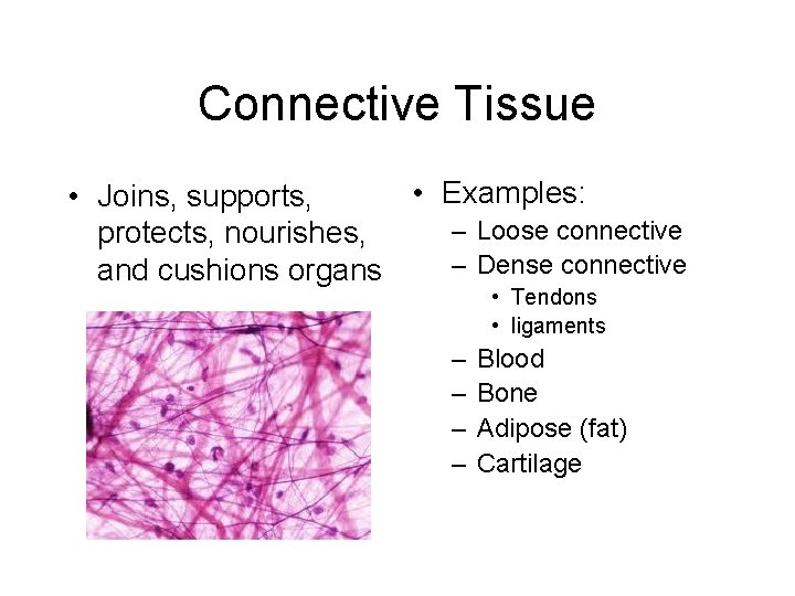 Connective Tissue • Examples: • Joins, supports, – Loose connective protects, nourishes, – Dense