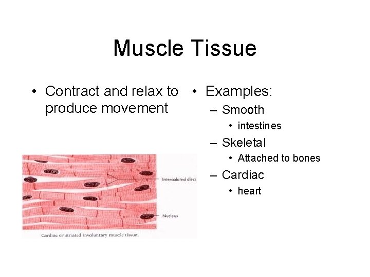 Muscle Tissue • Contract and relax to • Examples: produce movement – Smooth •