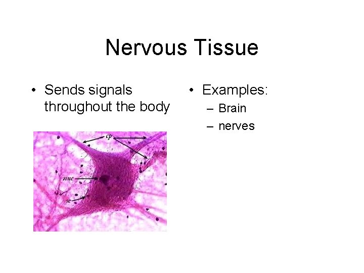 Nervous Tissue • Sends signals throughout the body • Examples: – Brain – nerves
