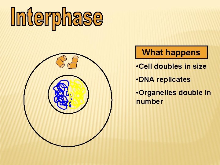 What happens • Cell doubles in size • DNA replicates • Organelles double in