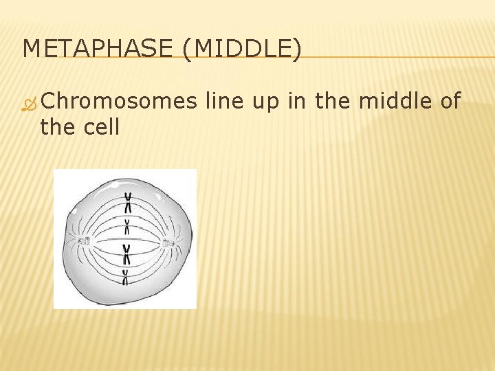 METAPHASE (MIDDLE) Chromosomes the cell line up in the middle of 