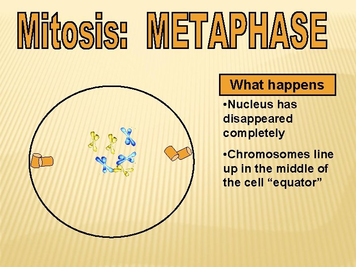 What happens • Nucleus has disappeared completely • Chromosomes line up in the middle