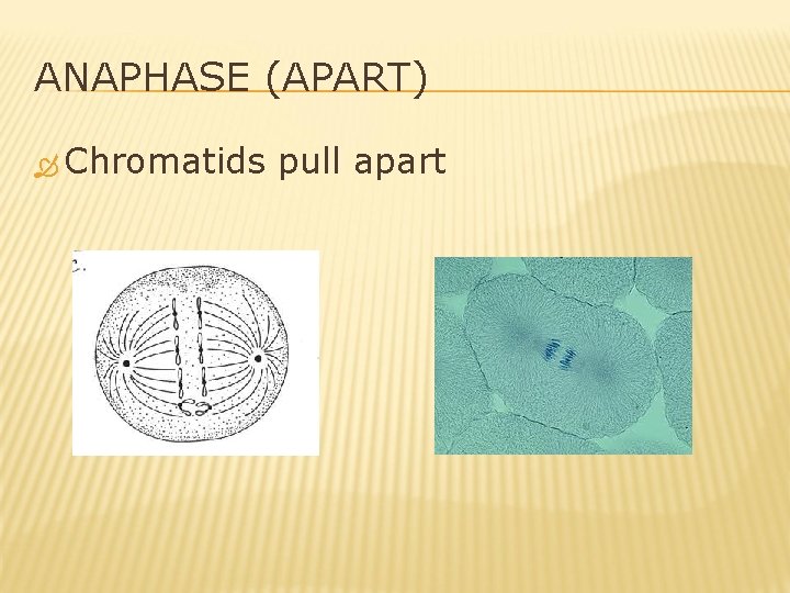 ANAPHASE (APART) Chromatids pull apart 