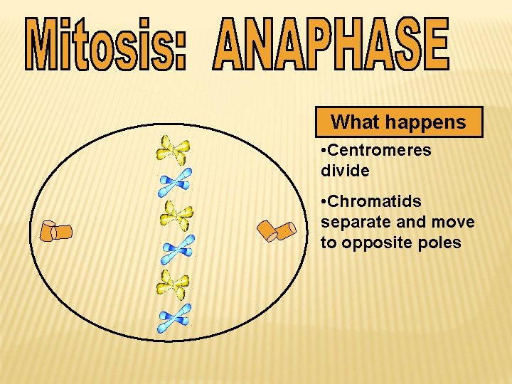 What happens • Centromeres divide • Chromatids separate and move to opposite poles 