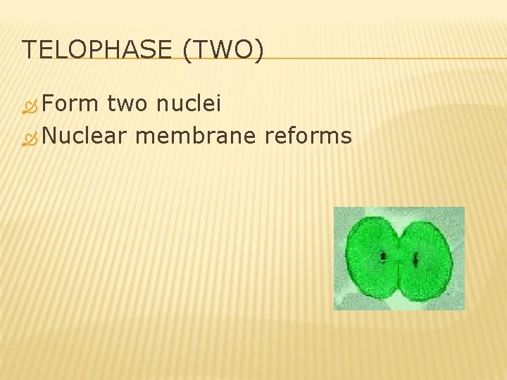 TELOPHASE (TWO) Form two nuclei Nuclear membrane reforms 