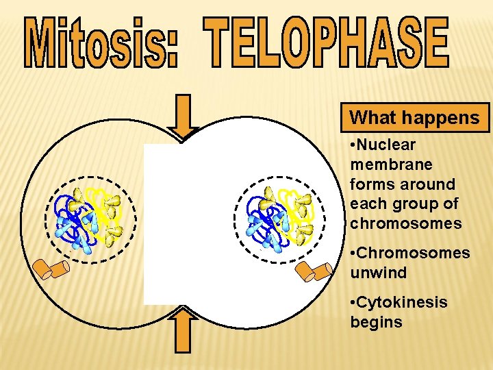 What happens • Nuclear membrane forms around each group of chromosomes • Chromosomes unwind