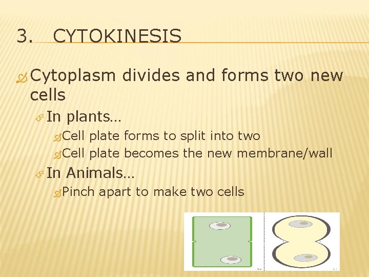 3. CYTOKINESIS Cytoplasm cells In divides and forms two new plants… Cell plate forms