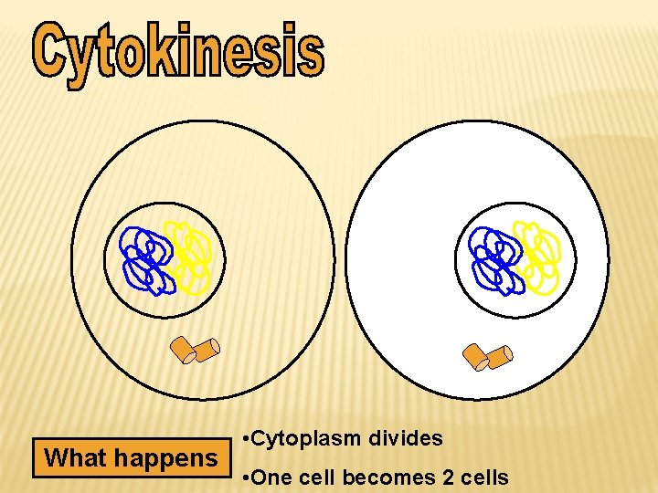 What happens • Cytoplasm divides • One cell becomes 2 cells 
