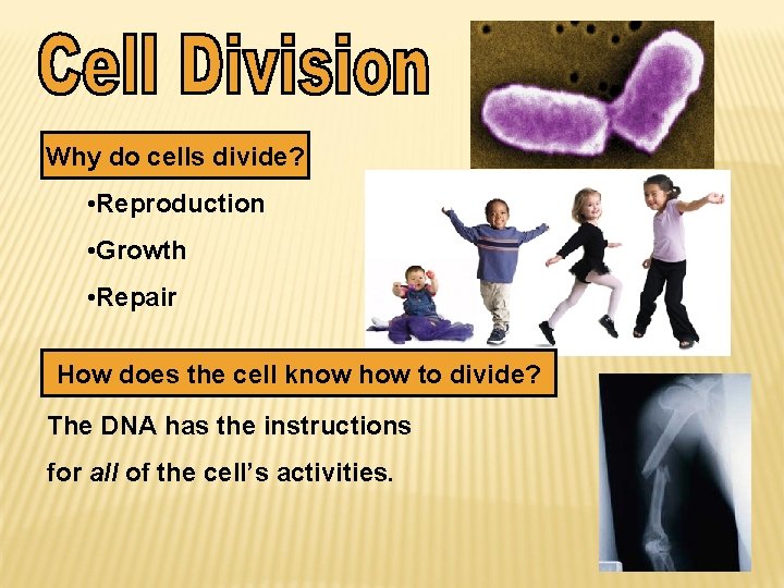 Why do cells divide? • Reproduction • Growth • Repair How does the cell