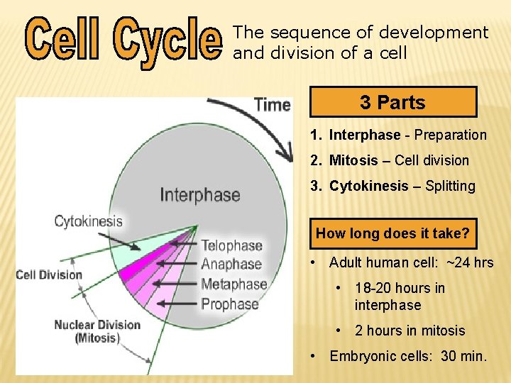 The sequence of development and division of a cell 3 Parts 1. Interphase -
