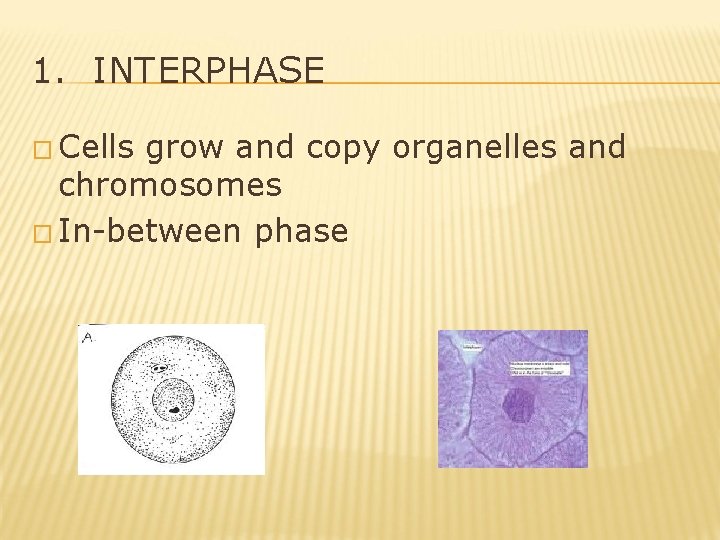 1. INTERPHASE � Cells grow and copy organelles and chromosomes � In-between phase 