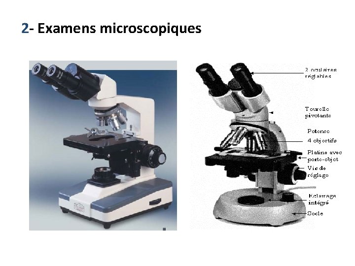 2 - Examens microscopiques 