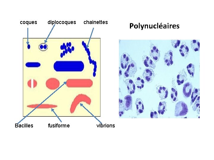 coques Bacilles diplocoques fusiforme chainettes vibrions Polynucléaires 