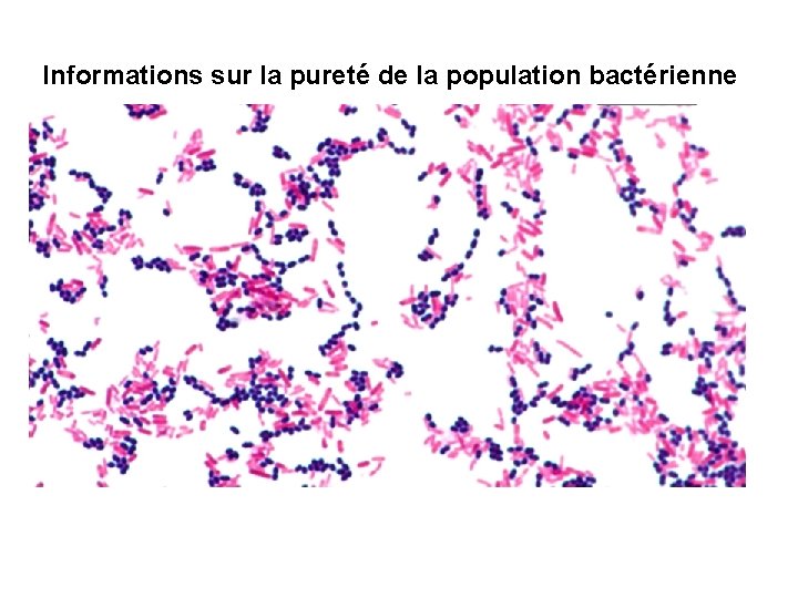 Informations sur la pureté de la population bactérienne 