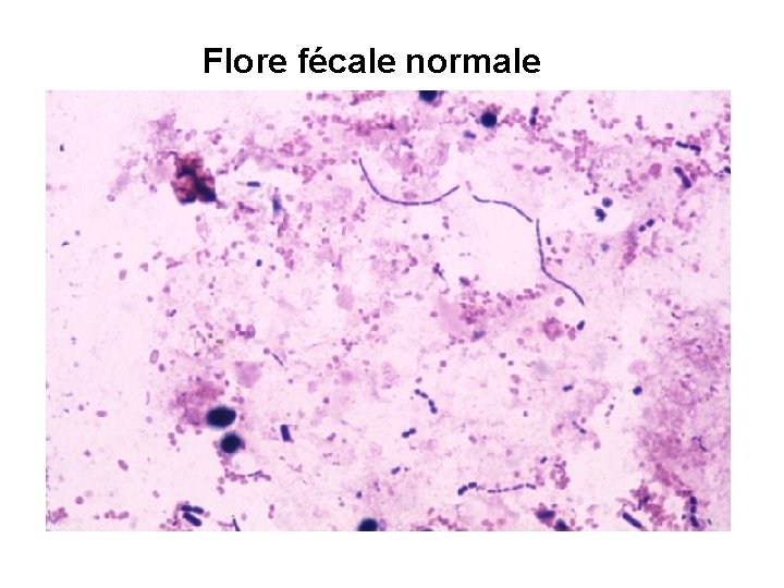 Flore fécale normale 