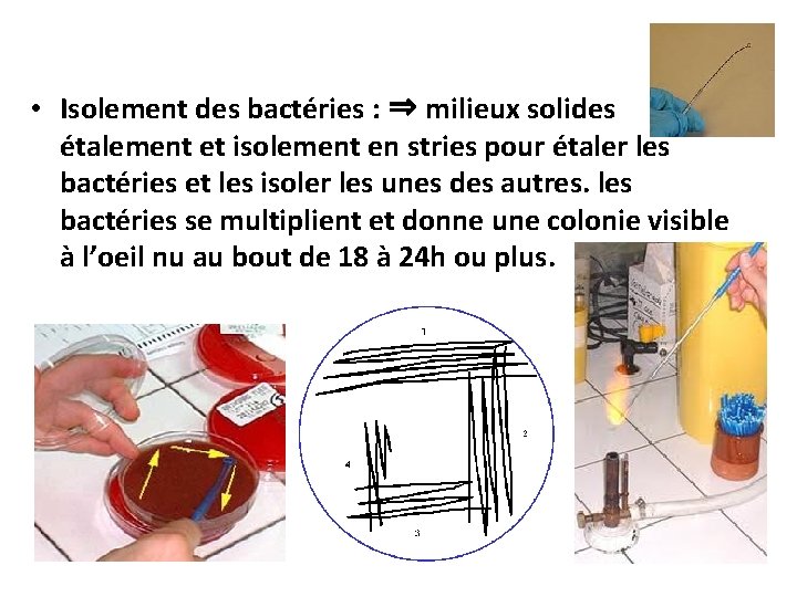  • Isolement des bactéries : ⇒ milieux solides étalement et isolement en stries