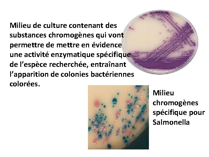 Milieu de culture contenant des substances chromogènes qui vont permettre de mettre en évidence