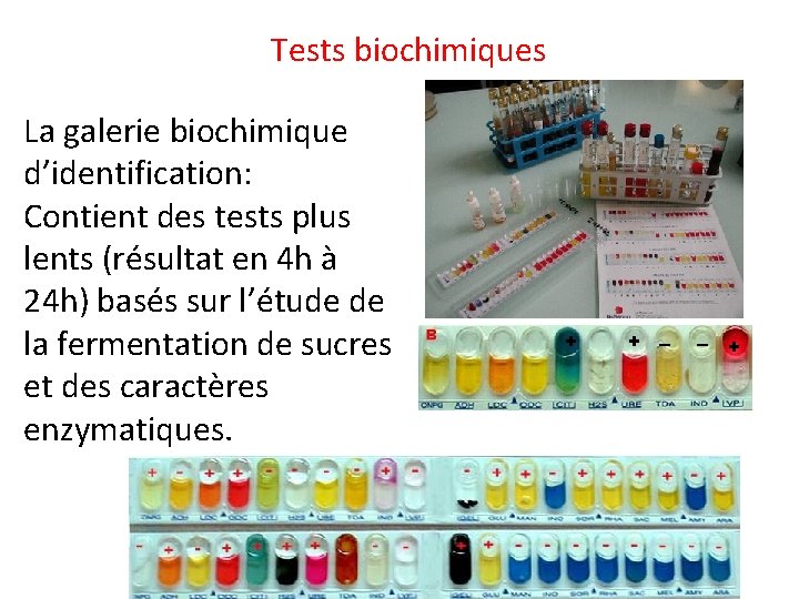 Tests biochimiques La galerie biochimique d’identification: Contient des tests plus lents (résultat en 4