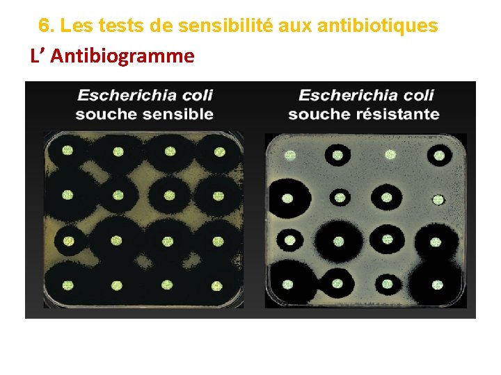 6. Les tests de sensibilité aux antibiotiques L’ Antibiogramme 
