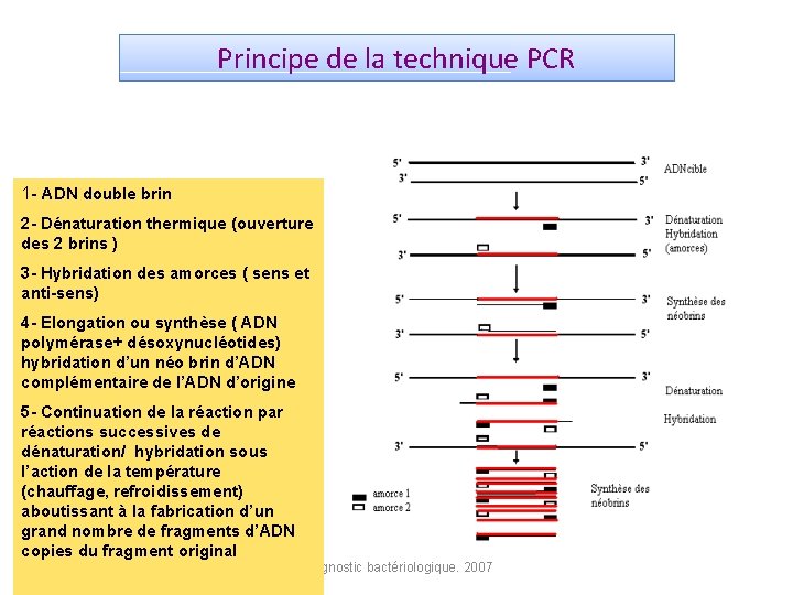 Principe de la technique PCR 1 - ADN double brin 2 - Dénaturation thermique