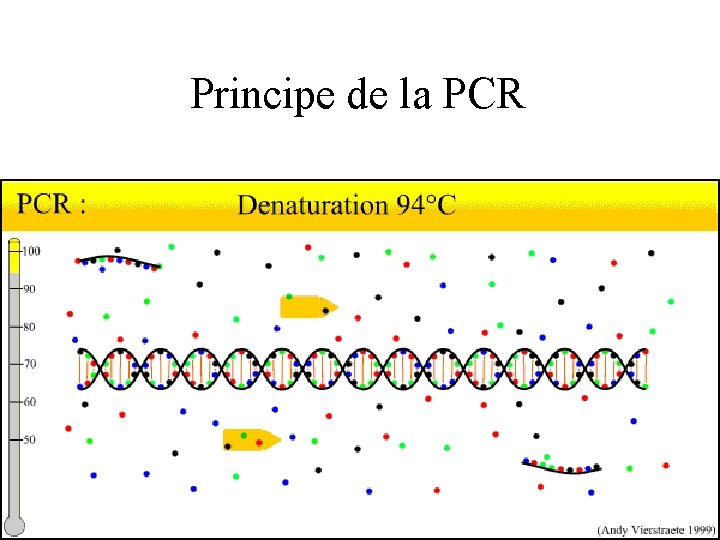 Principe de la PCR 