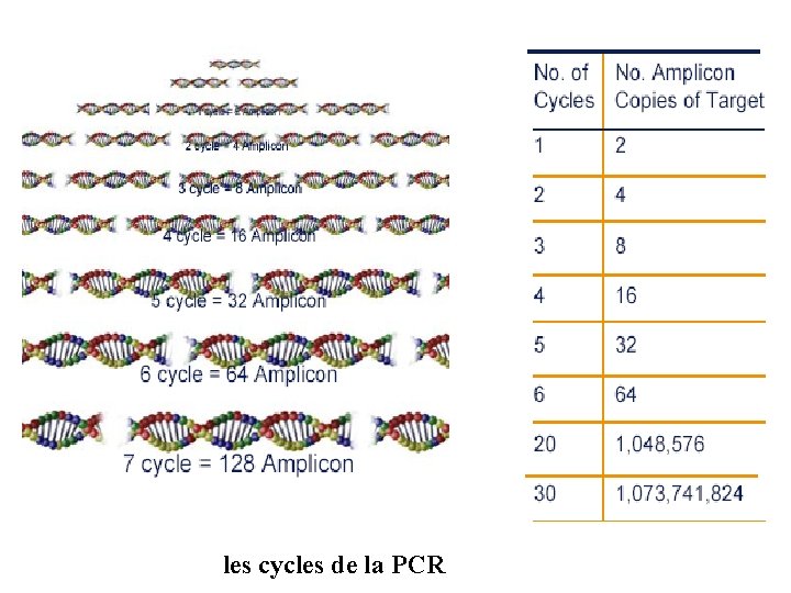 les cycles de la PCR 