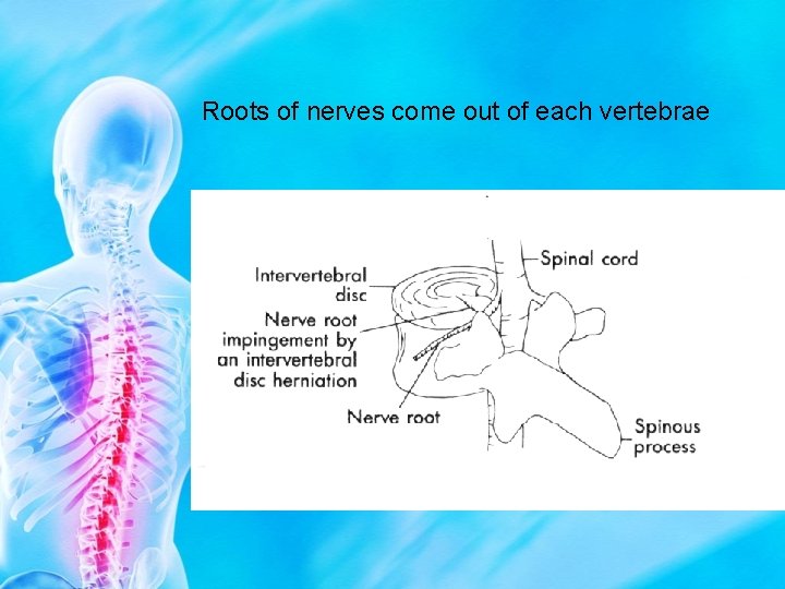 Roots of nerves come out of each vertebrae 