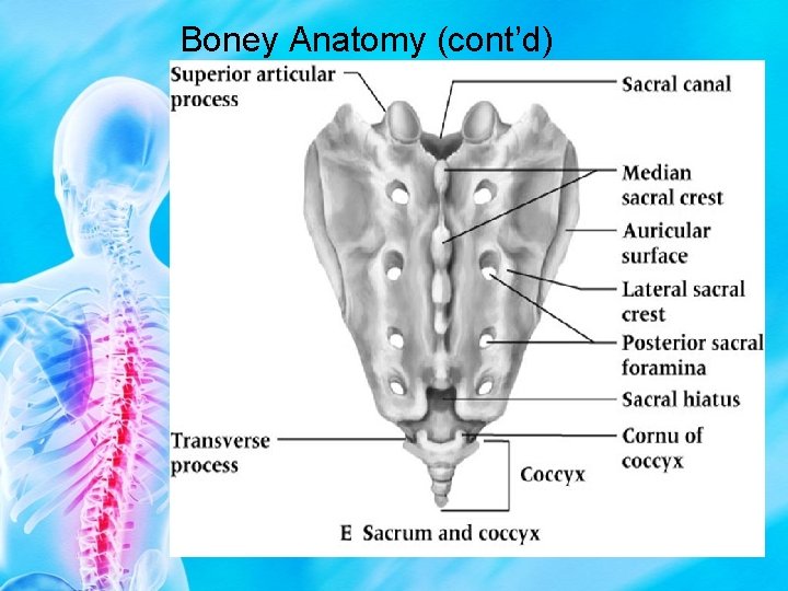 Boney Anatomy (cont’d) 