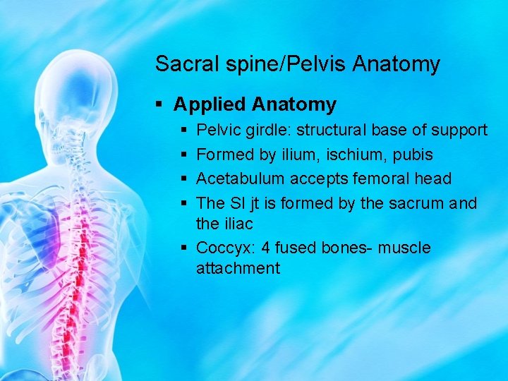 Sacral spine/Pelvis Anatomy § Applied Anatomy § § Pelvic girdle: structural base of support
