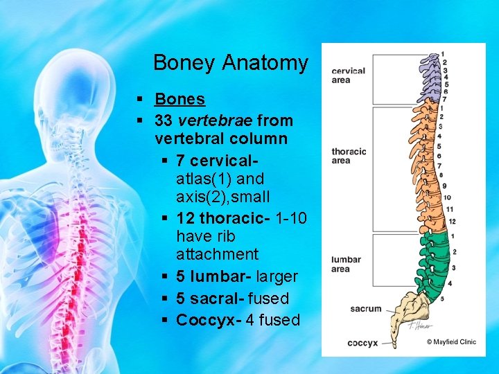 Boney Anatomy § Bones § 33 vertebrae from vertebral column § 7 cervicalatlas(1) and