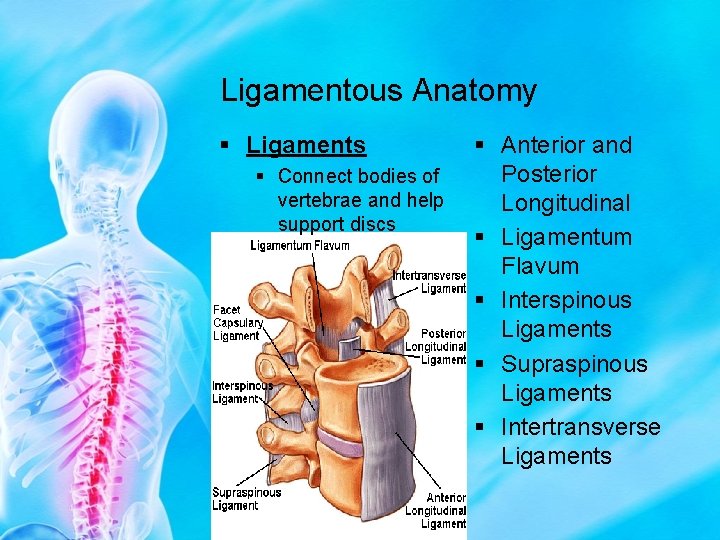 Ligamentous Anatomy § Ligaments § Connect bodies of vertebrae and help support discs §