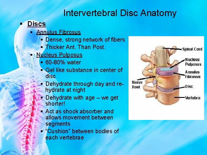 Intervertebral Disc Anatomy § Discs § Annulus Fibrosus § Dense, strong network of fibers