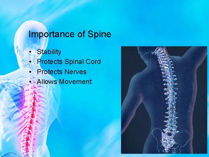 Importance of Spine • • Stability Protects Spinal Cord Protects Nerves Allows Movement 