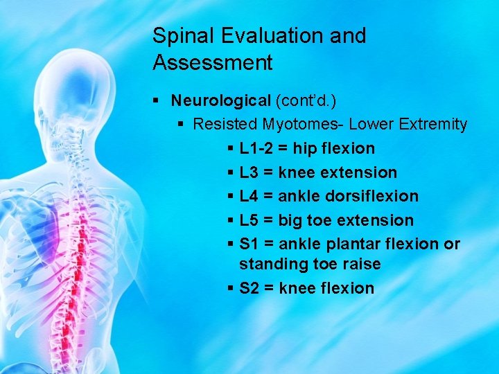 Spinal Evaluation and Assessment § Neurological (cont’d. ) § Resisted Myotomes- Lower Extremity §