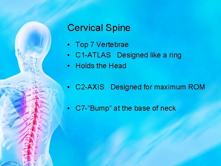 Cervical Spine • Top 7 Vertebrae • C 1 -ATLAS Designed like a ring